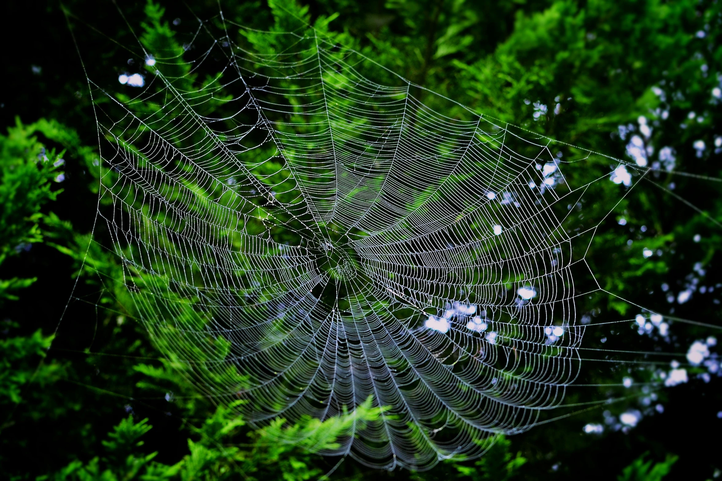 a spider web is hanging from the side of some trees