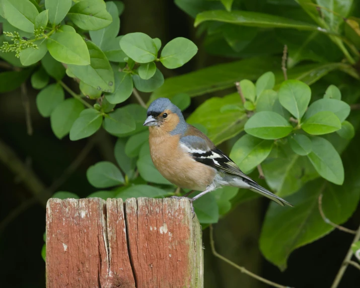 a bird sitting on top of a wooden post near a tree