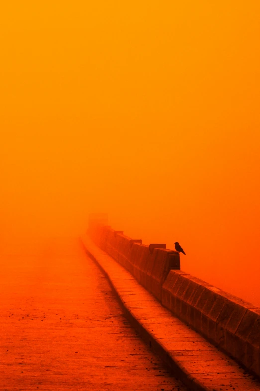 a lone bird stands on the edge of a long wall