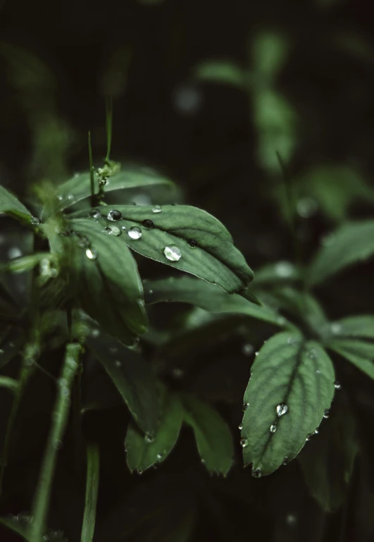 there is water drops on the leaves of this plant