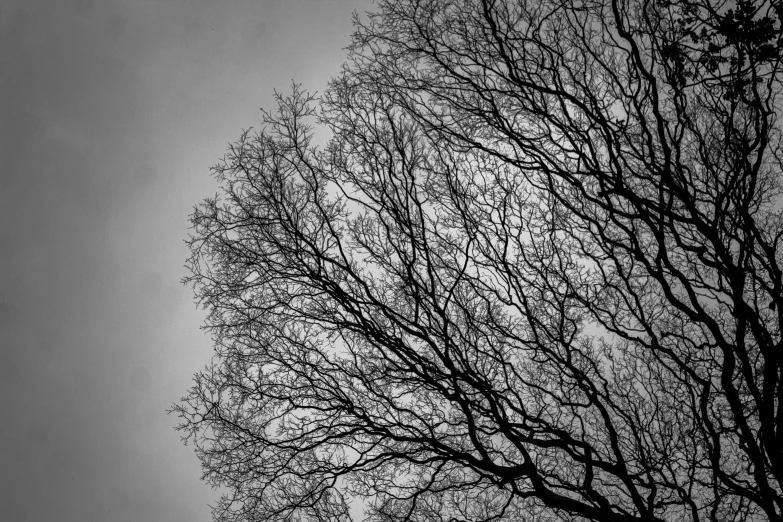 this is an up close view of the nches and leaves of a tree