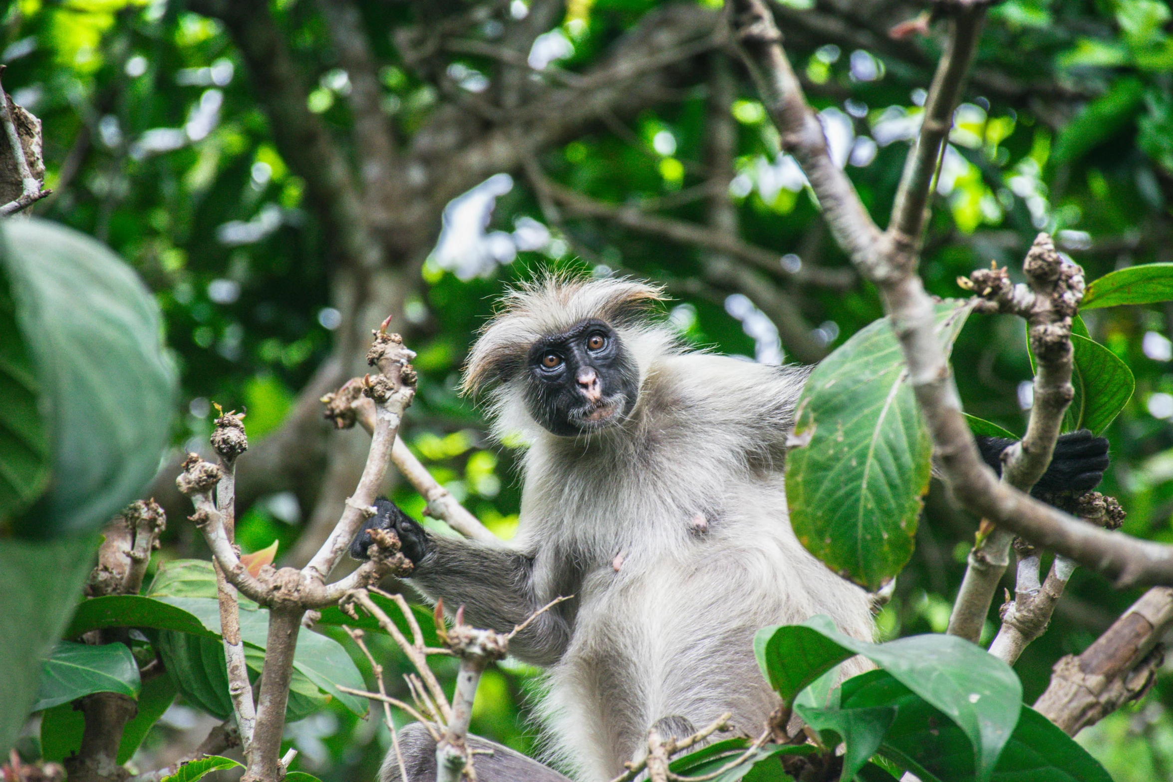 an animal that is perched in the tree