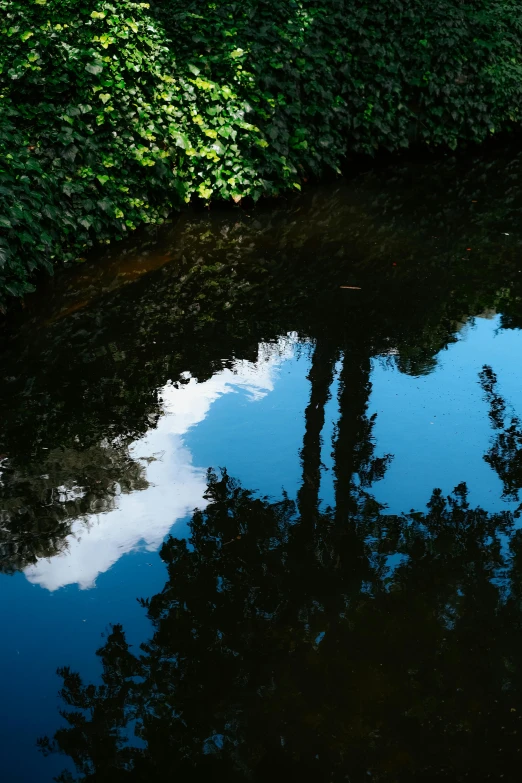 trees and bushes surround the reflections of a blue sky