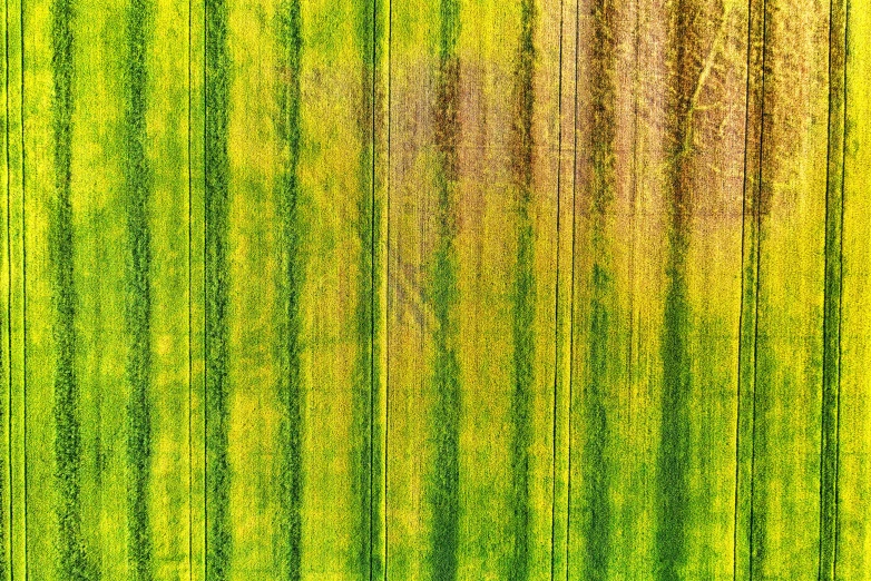 an image of a field of green grass