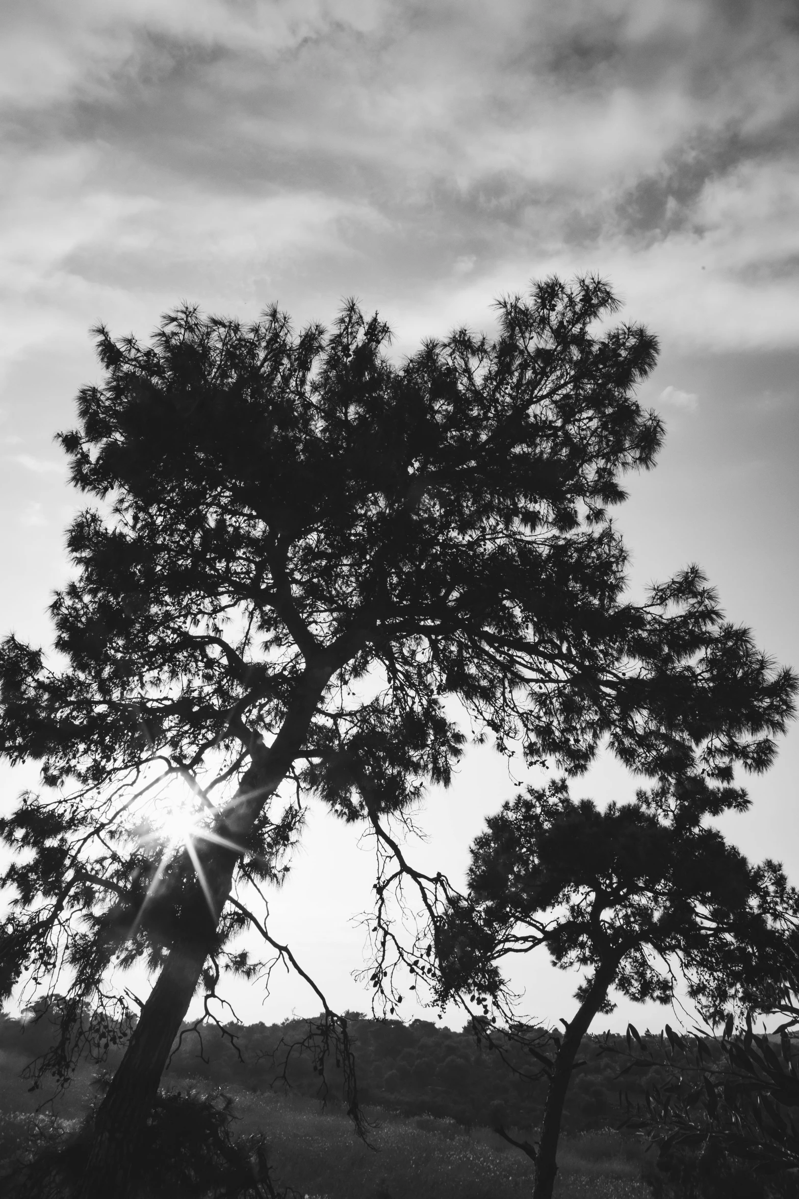 the sun is shining behind a single tree