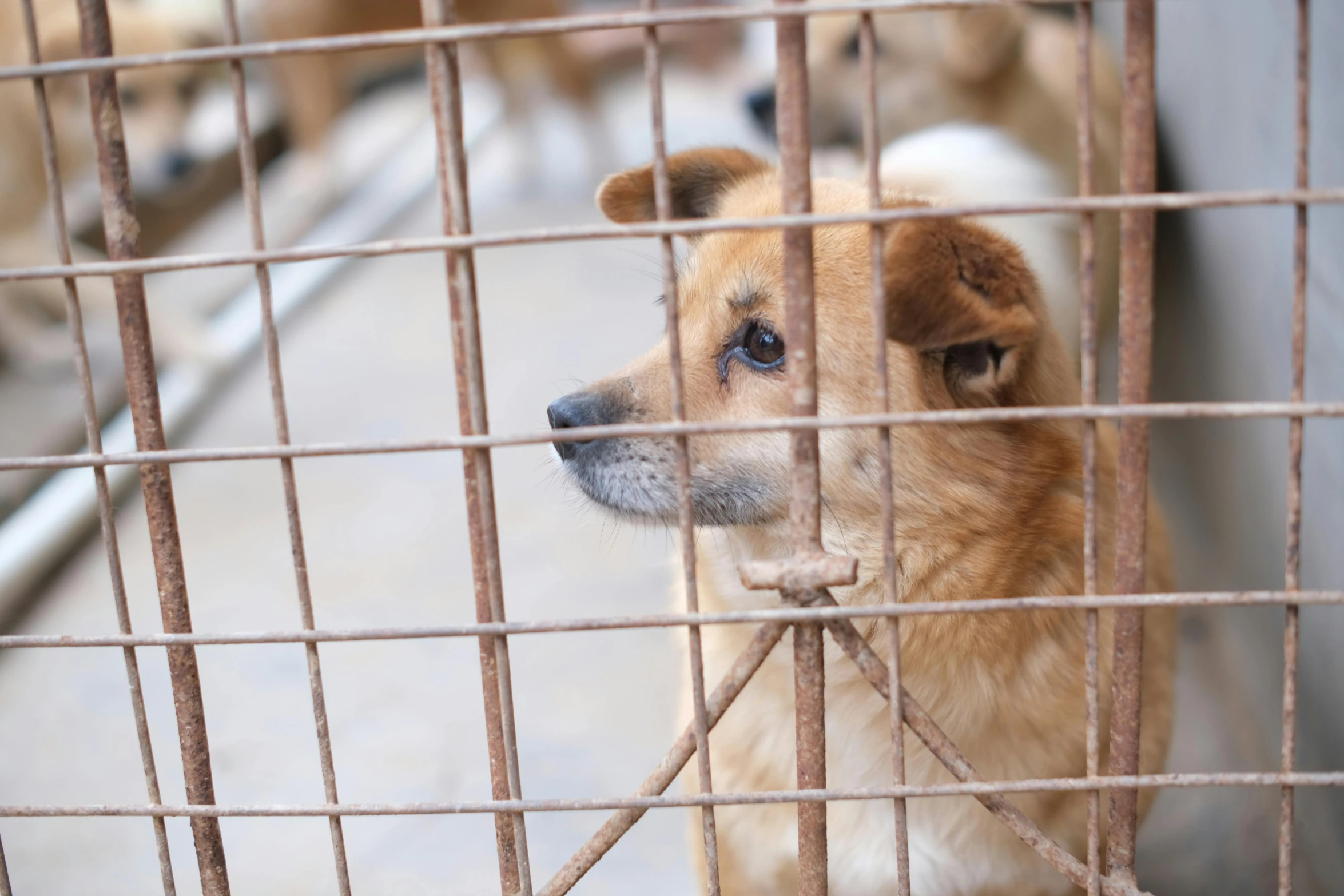 the dog is locked up behind bars in the cage