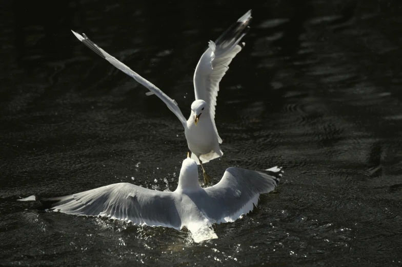 a seagull with it's wings spread in the air