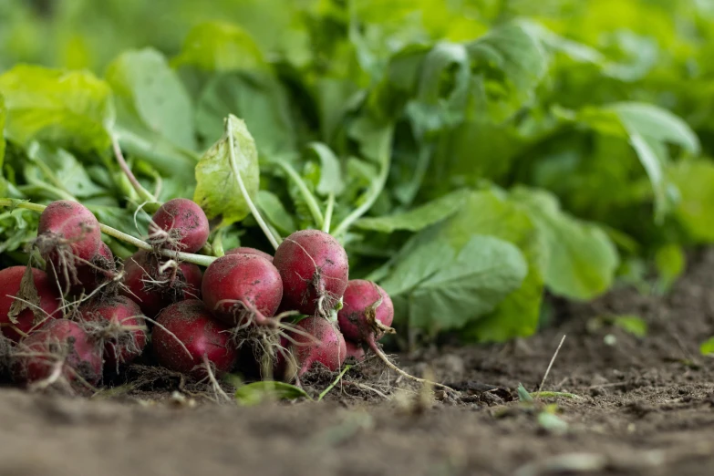 some radishes are being held together in the garden