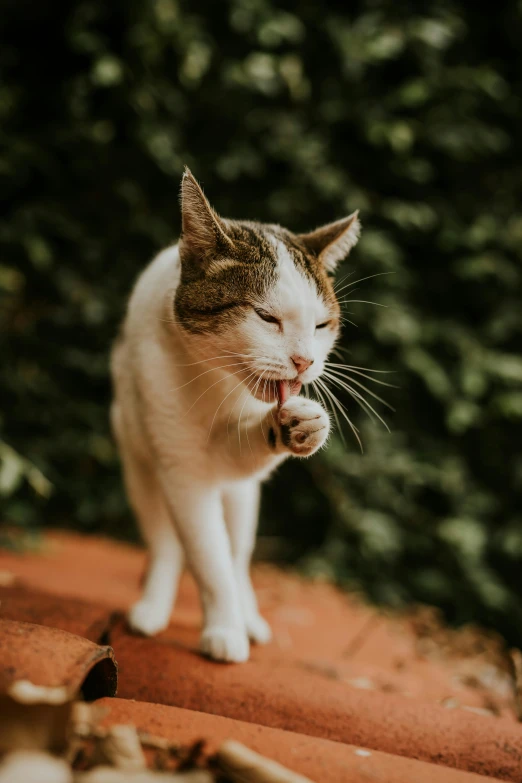 a cat walks across the roof and nibbles on soing