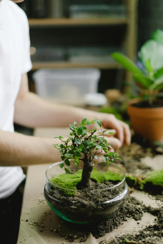 a man working on a bonsai tree that is being displayed