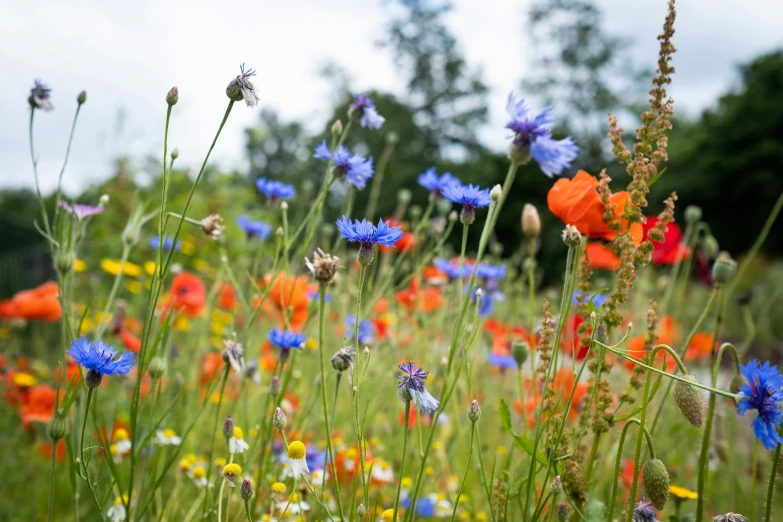 an image of many wildflowers growing in the field