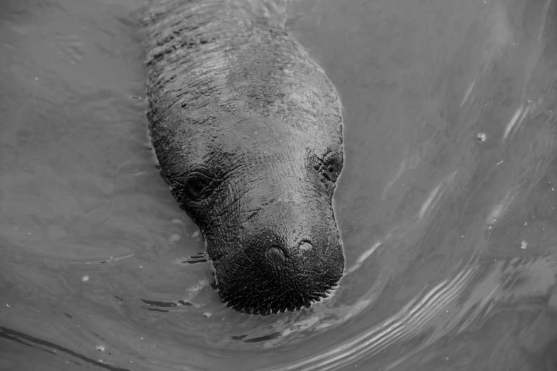 a large elephant in the water with its head above the surface