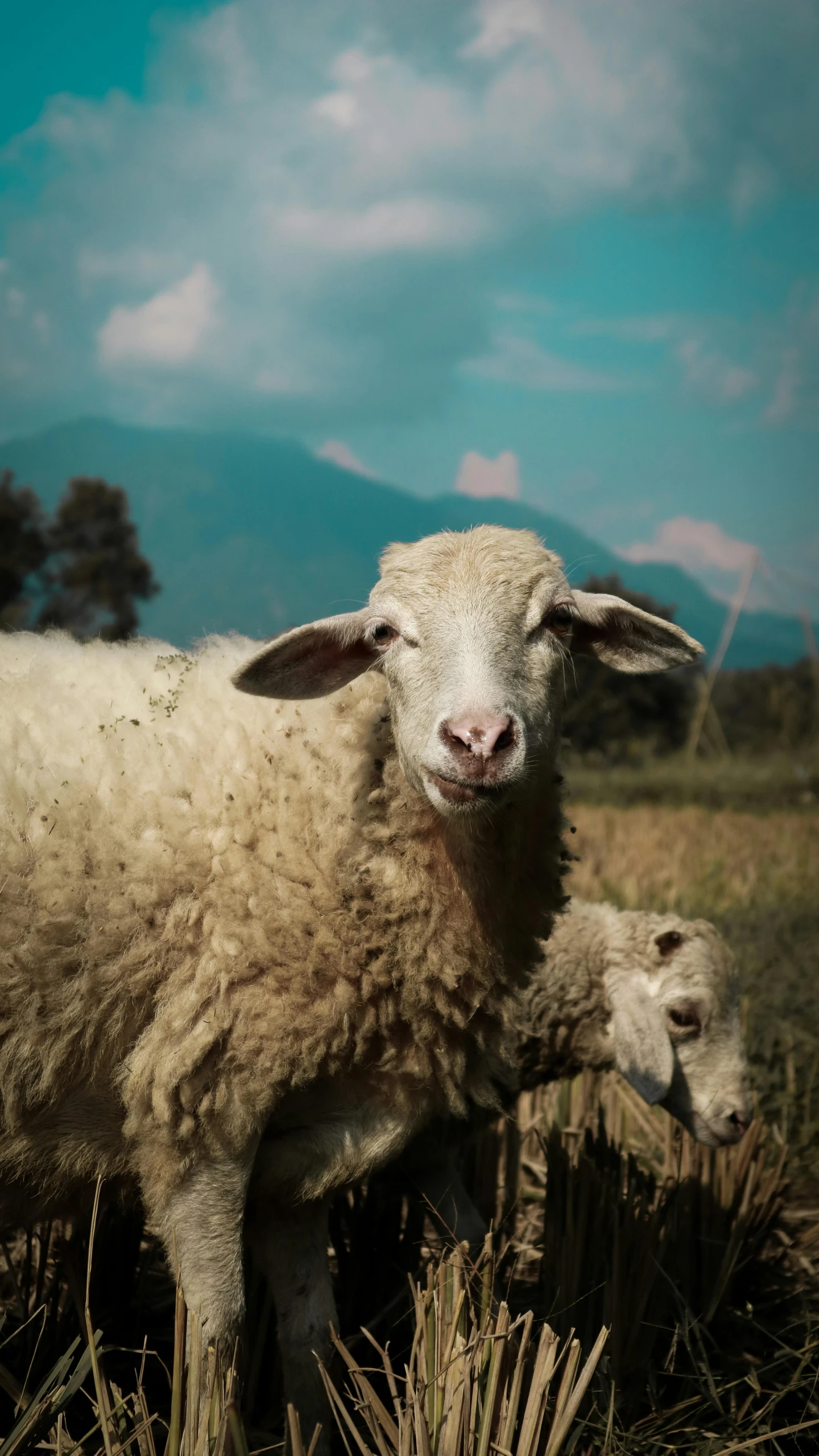 a sheep standing next to its baby in a field