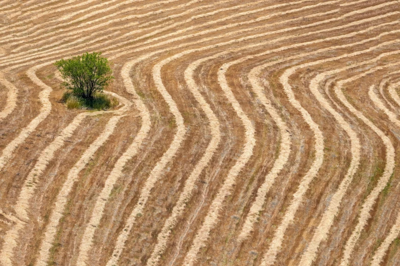 an aerial view of two trees in a plowed field