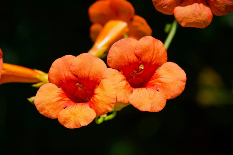 two flowers in the middle of their blooming time