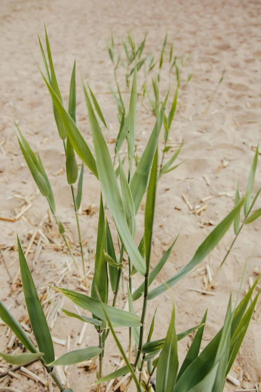 green leafy plants are growing out of the ground