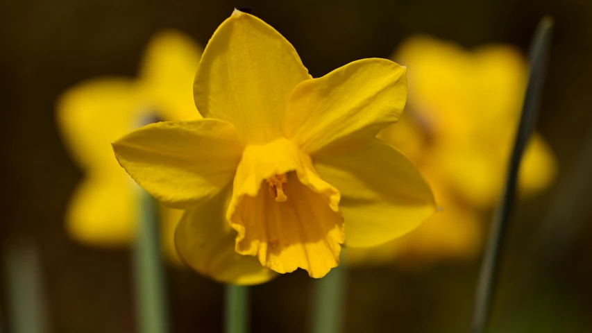 closeup of yellow flower with green stems in the background