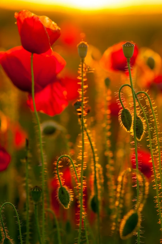 an image of the sun going down in a field full of poppies