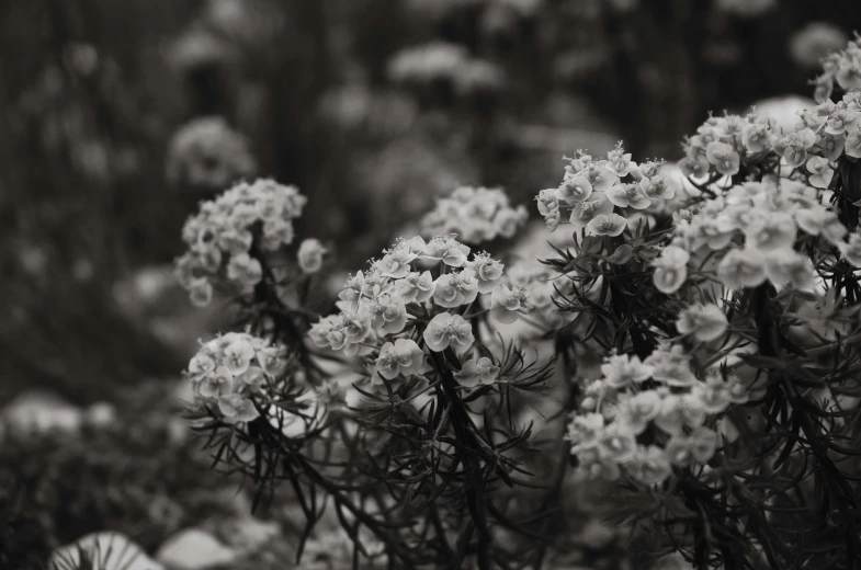 black and white po of small, delicate flowers in a field