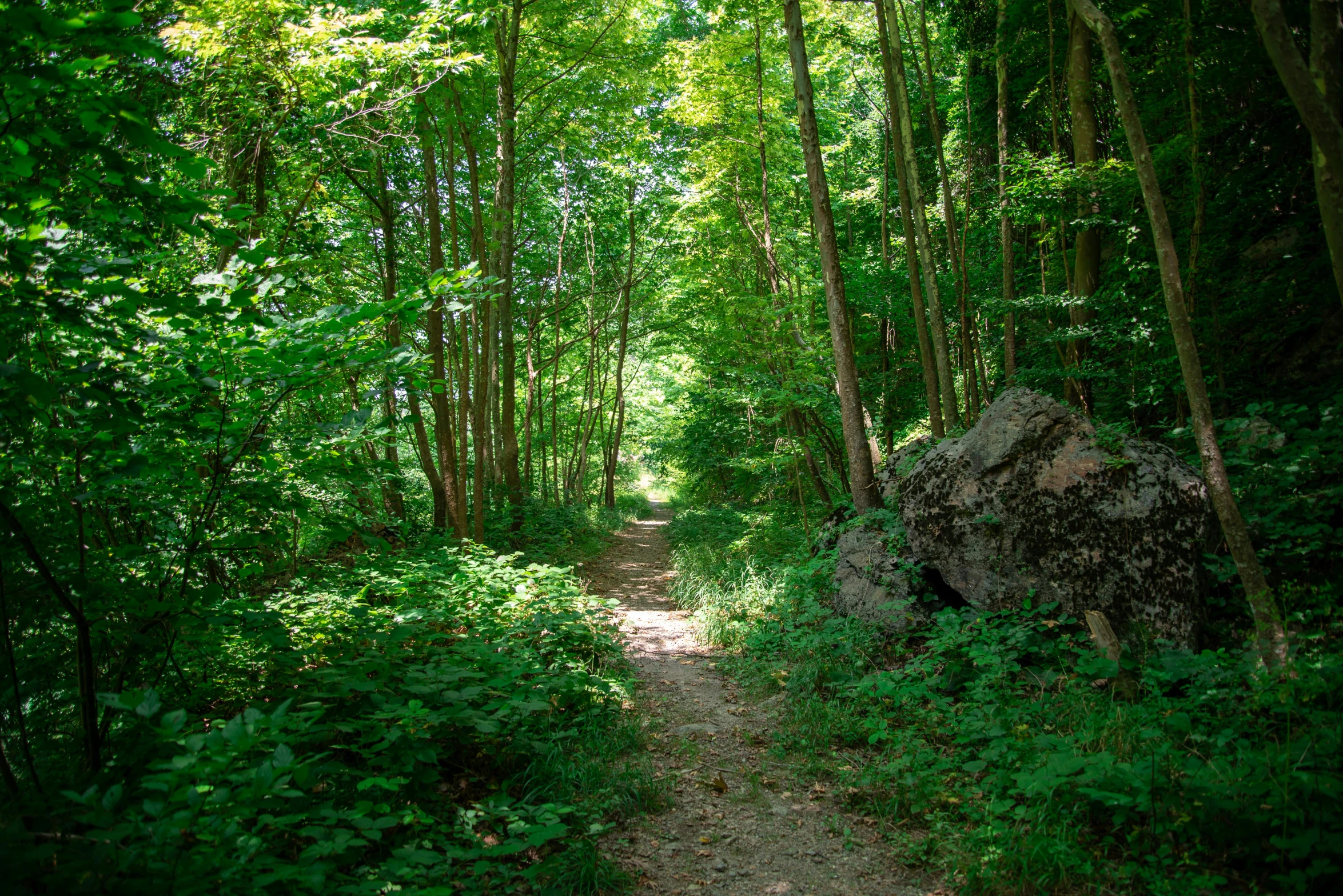 a forest with lots of trees and rocks