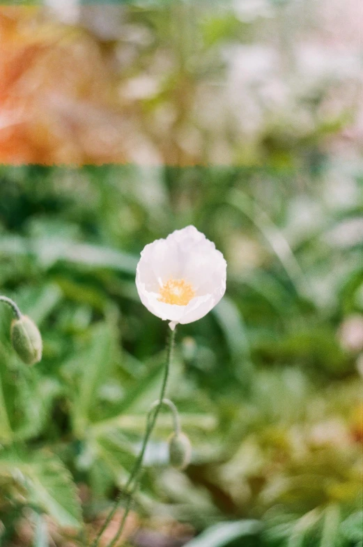 a small white flower sitting in front of a leafy area