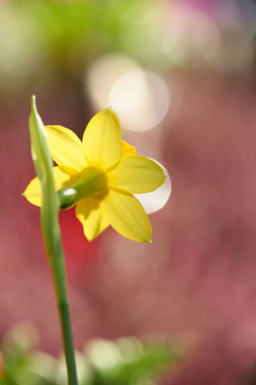 there is a single yellow flower with small leaves