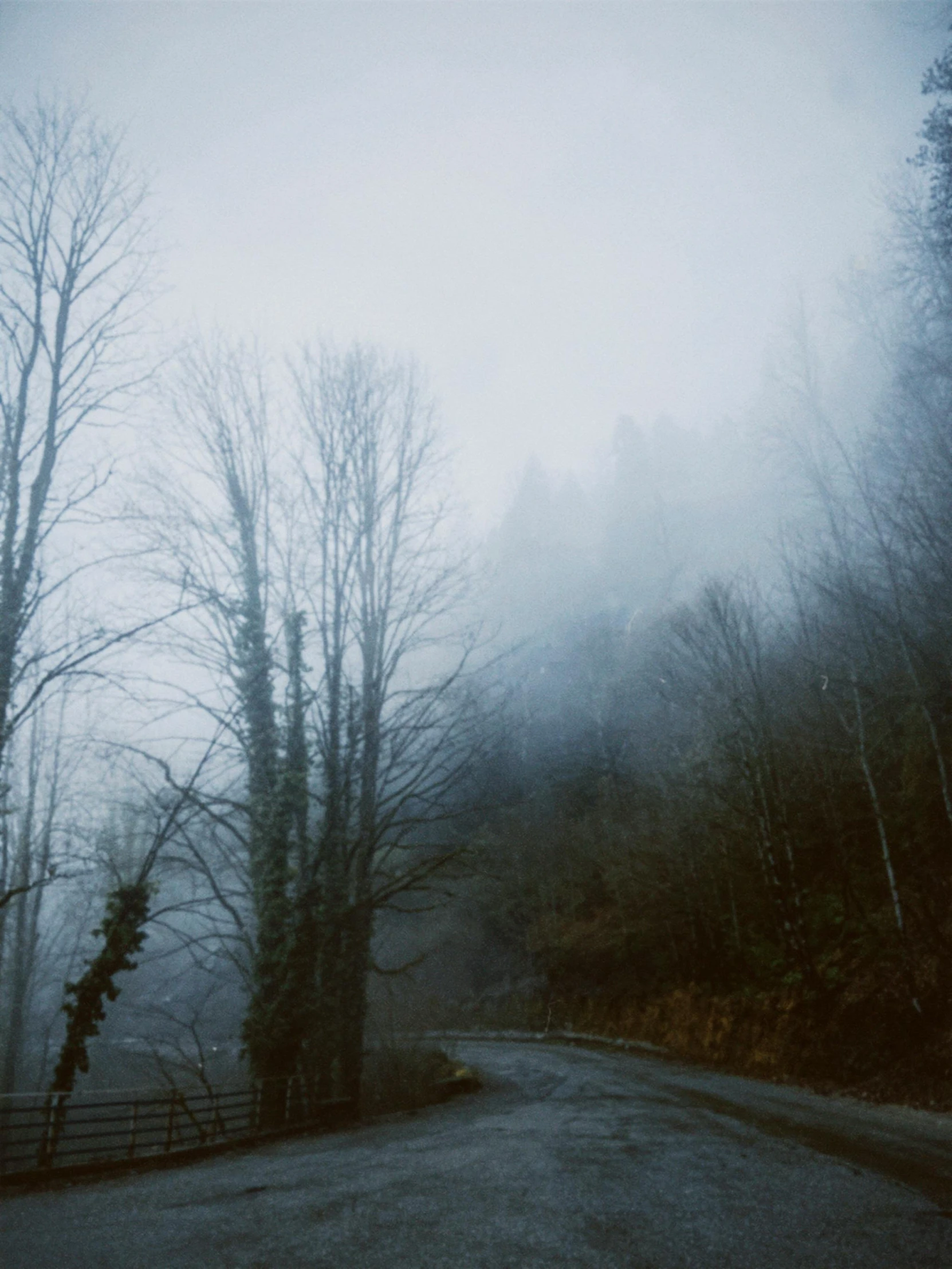 a road in the woods in a foggy day