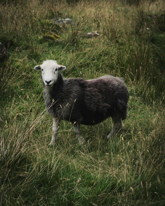 a sheep standing in the middle of a field