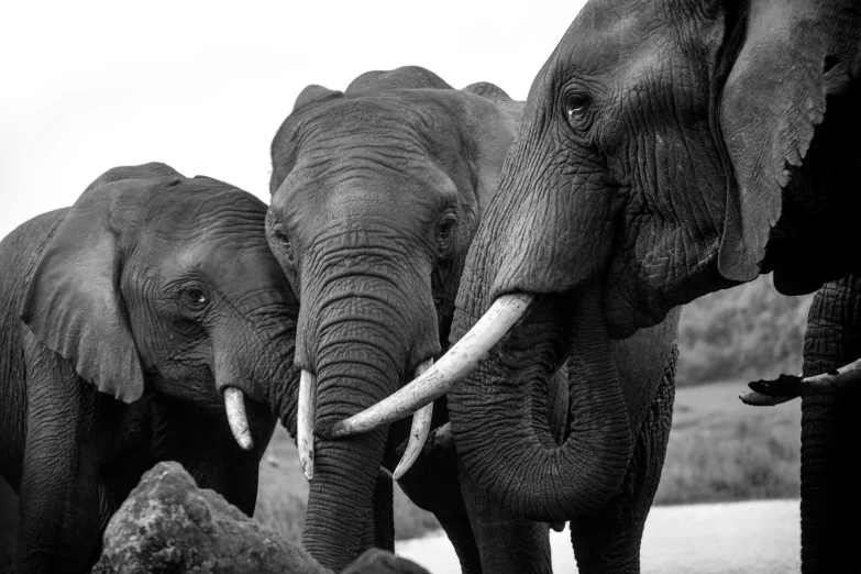 two large elephants with tusks standing side by side