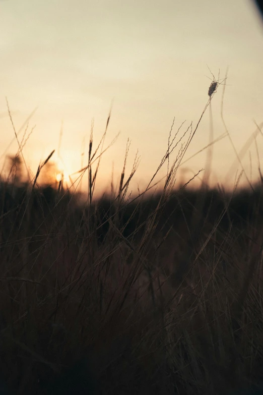 a pograph of grass and the sun setting