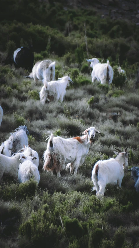 small goat laying on some grass in the wilderness