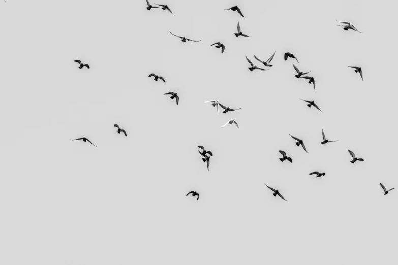 flock of birds flying in the sky with no clouds