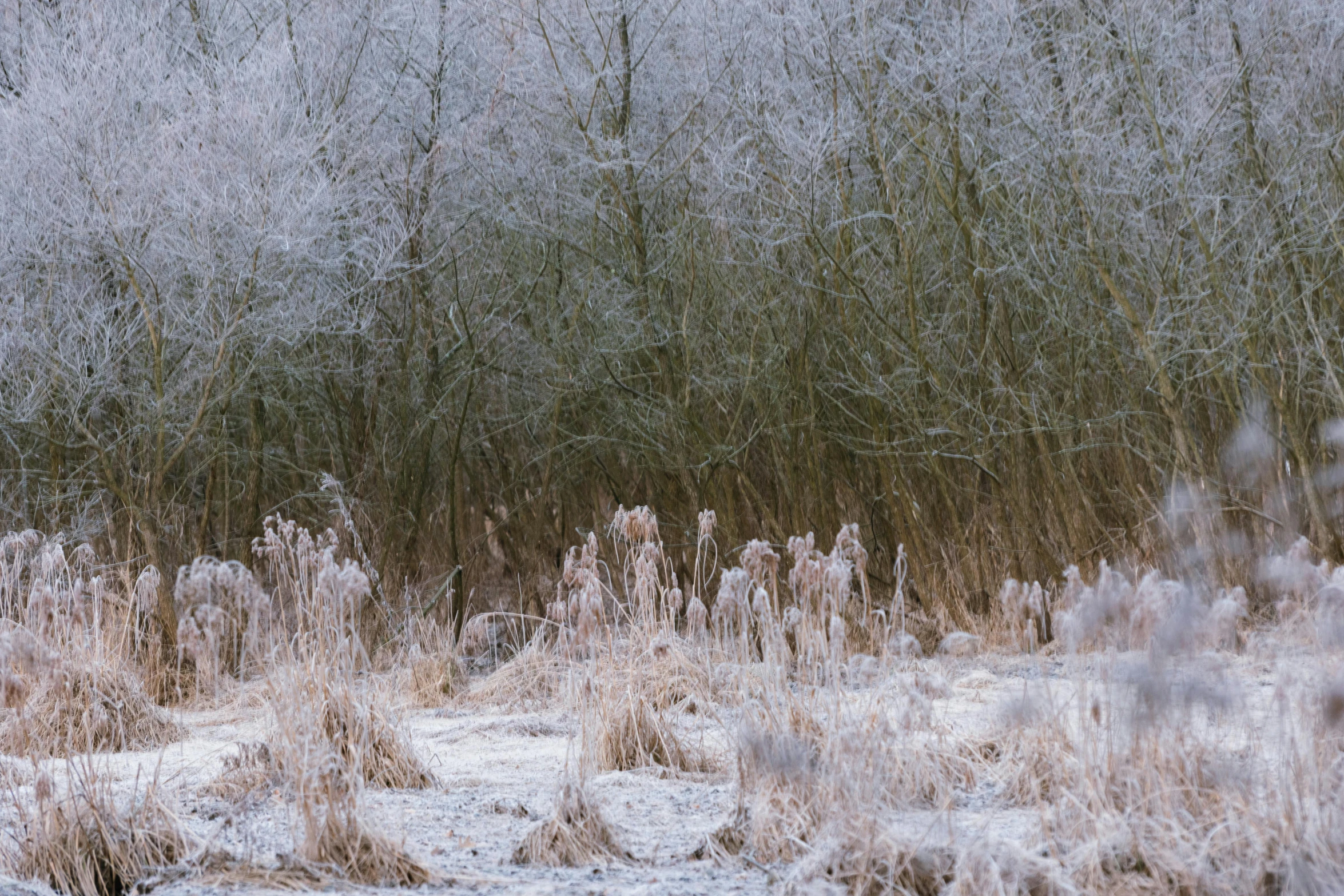 an image of there are trees covered with snow