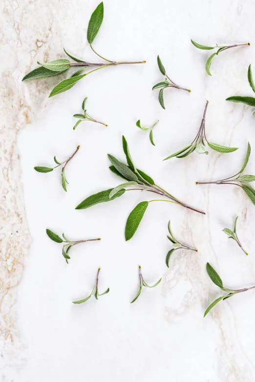 a group of leaves laying on top of a white counter