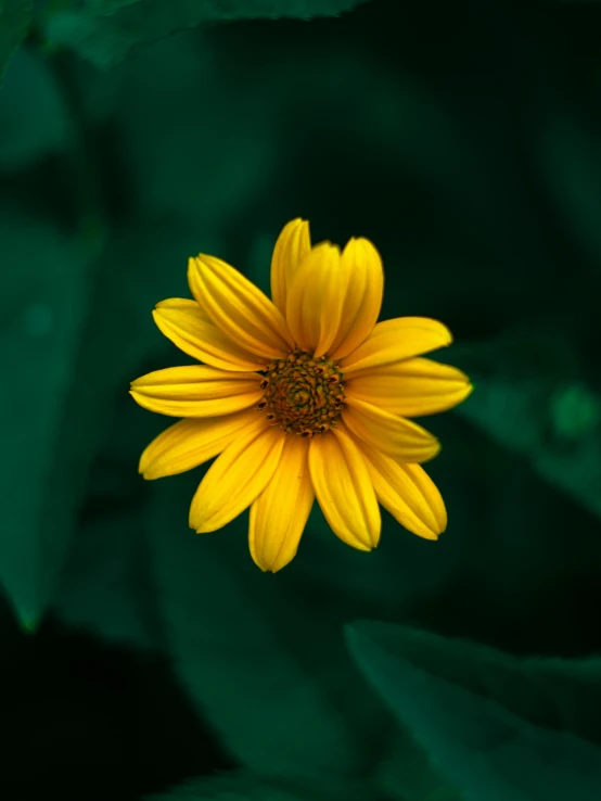 an orange sunflower is blooming from the top of it