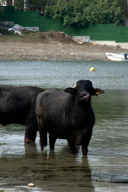 there are two black cows standing together in the water