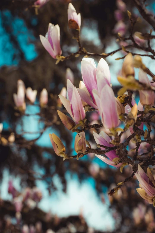 a pink flower is growing in a tree