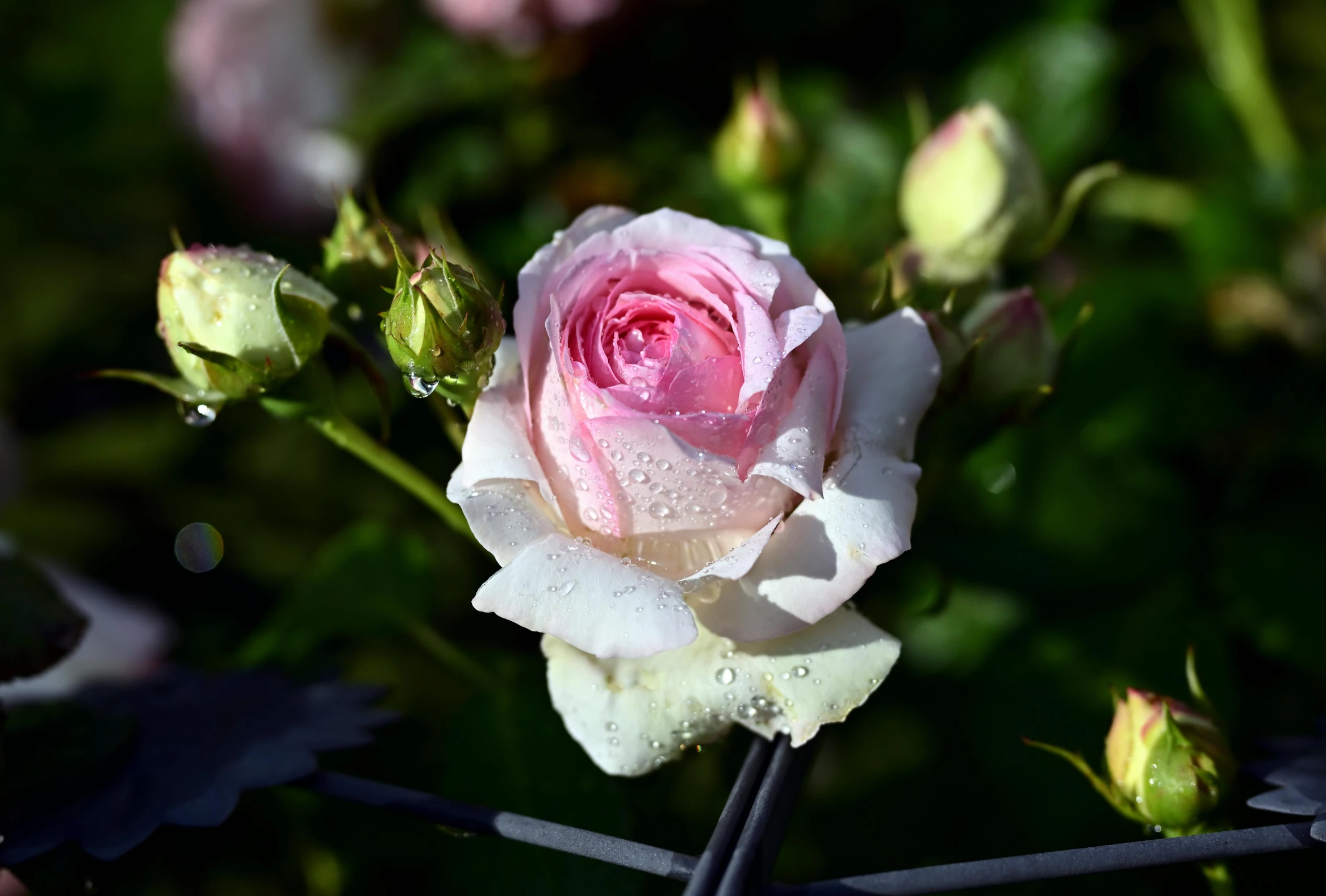 a single pink rose is still blooming in the sun