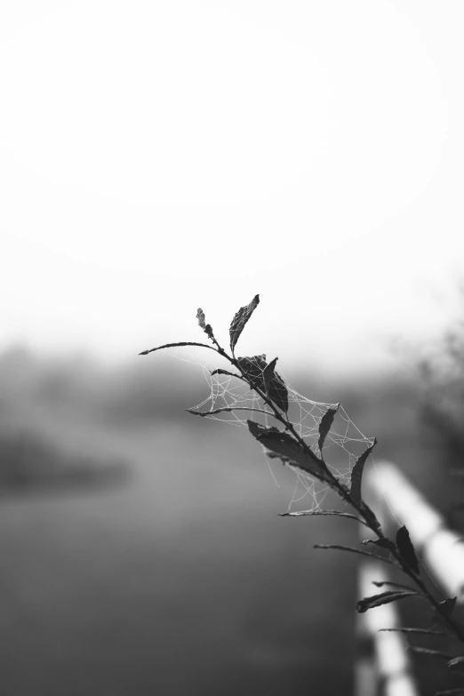 a single flower is attached to a twig