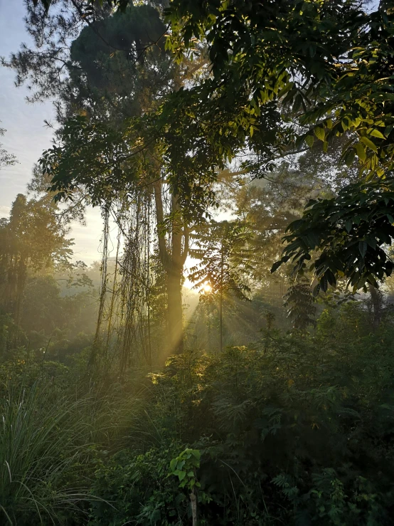 the sun peeking out through some trees, just past the bushes