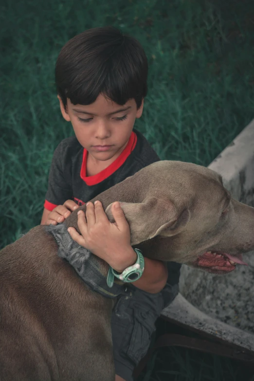 a boy is playing with a brown dog