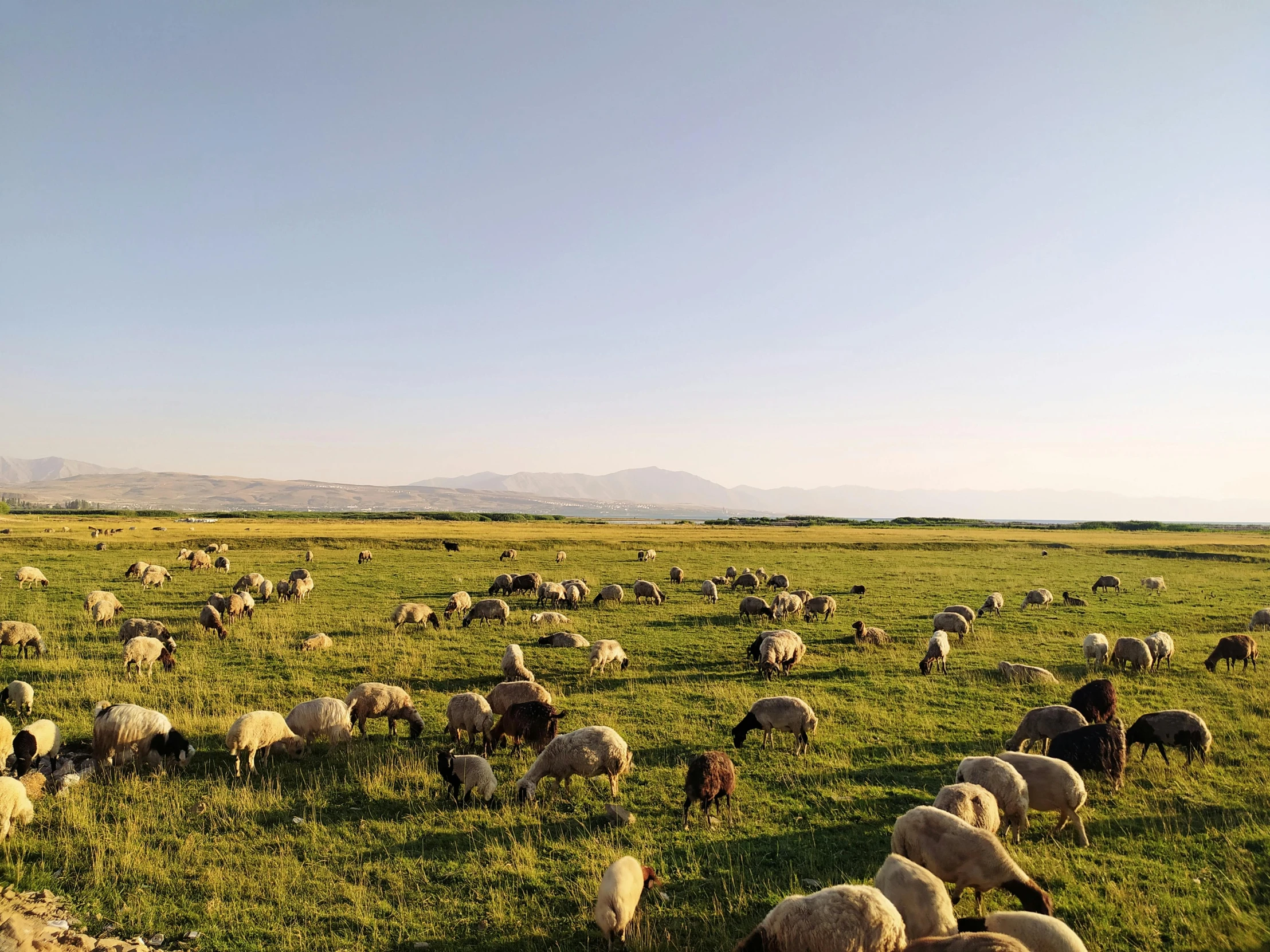 this is an image of sheep grazing in a field