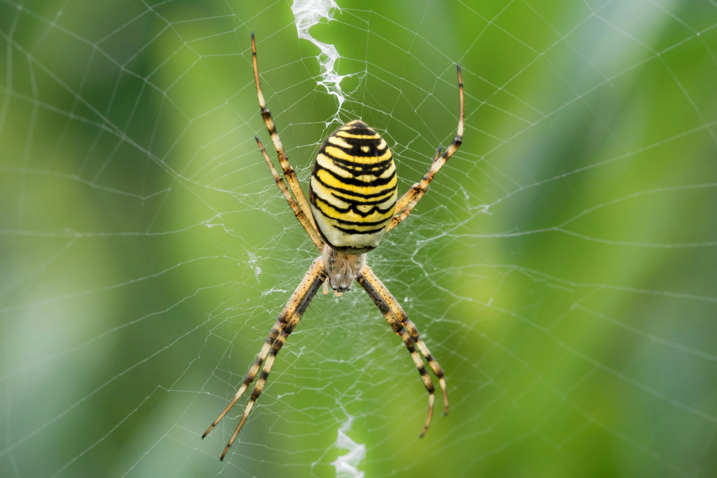 a big spider is in the center of its web