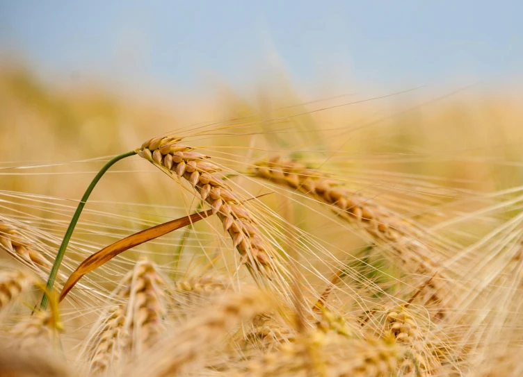 close up on two stalks of wheat, one being riped