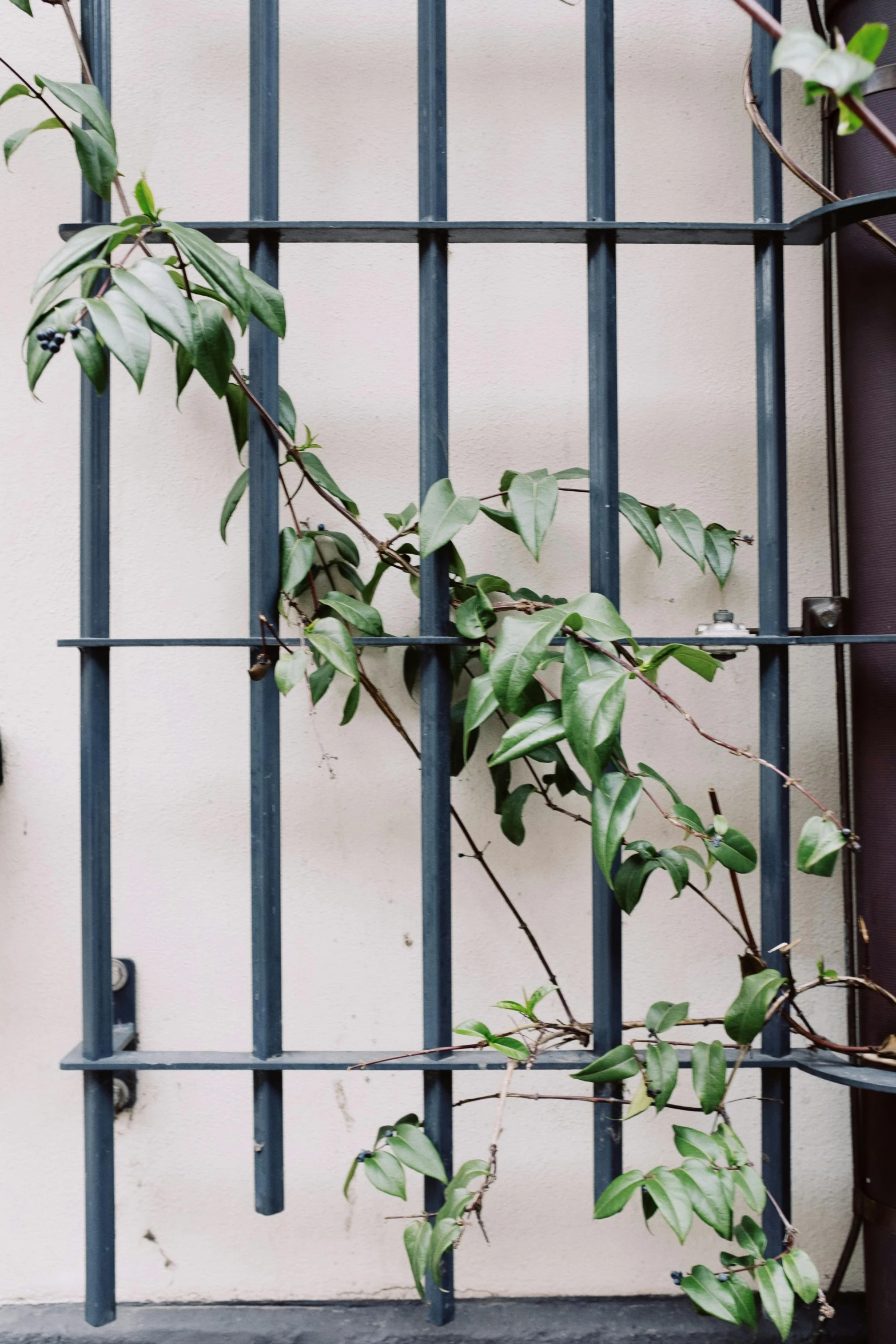 this is an image of a tree that is growing through the fence