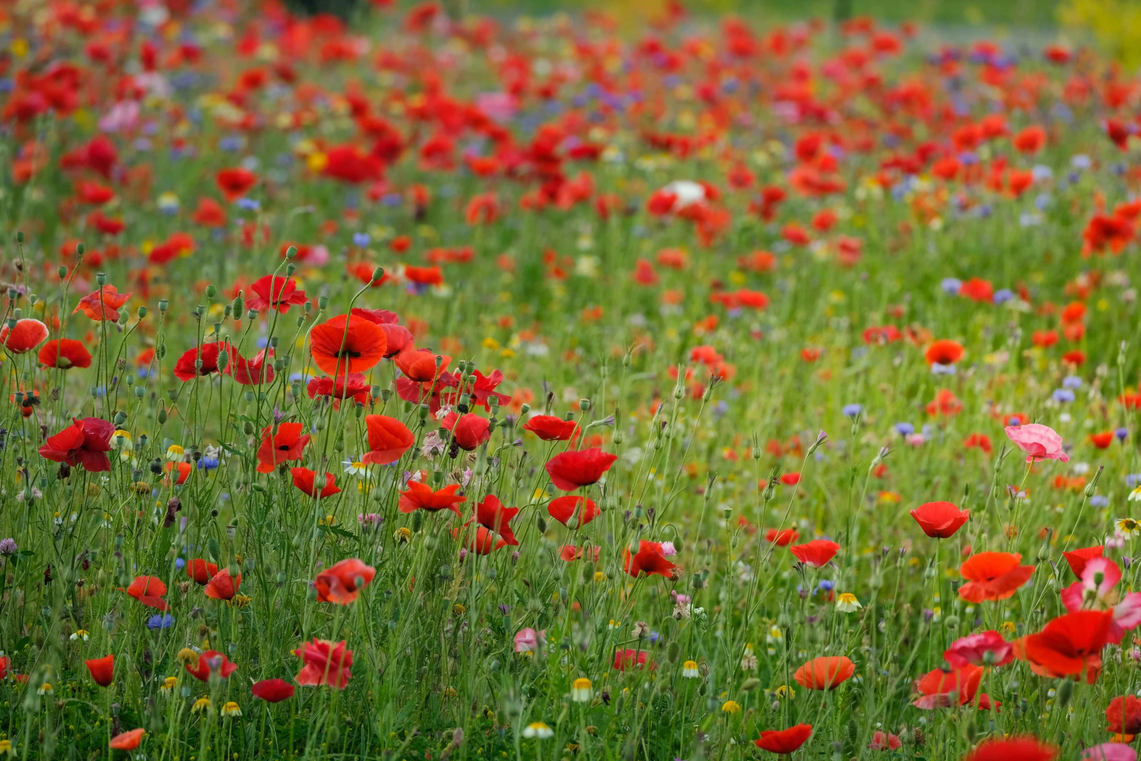 an over head view of a field full of red and purple flowers