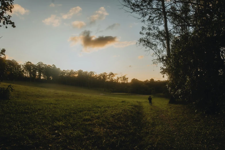 a lone person walking through the grass near trees