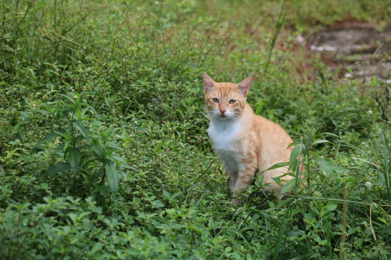 a cat sitting in the grass with its eyes wide open