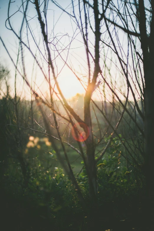 the sun is shining through the trees on the field