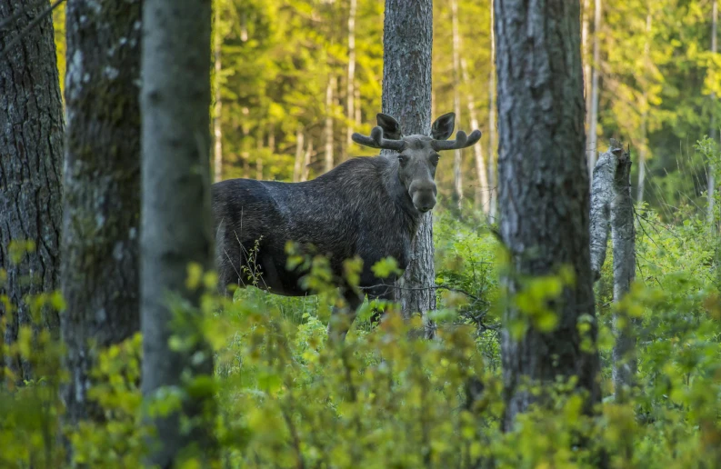 an elk is standing in the woods next to some trees